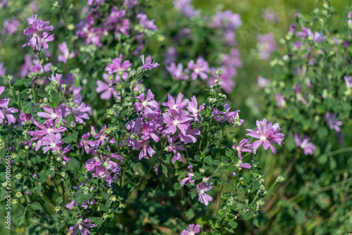 Vibrant wildflowers bloom in a lush green meadow during a sunny afternoon