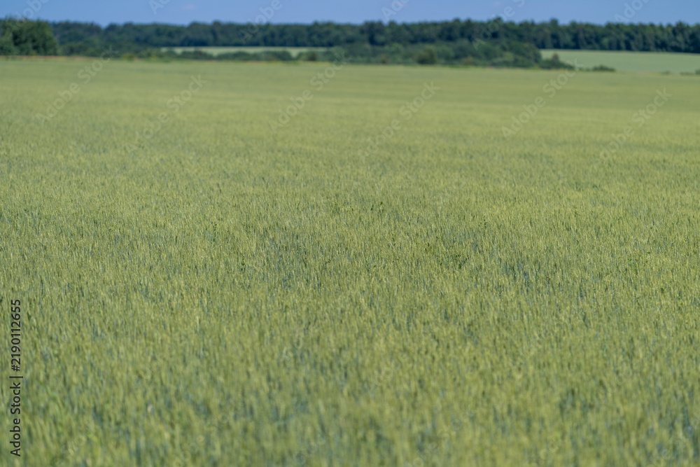 Obraz premium Vast green fields shimmer under the golden sun on a tranquil summer day in the countryside