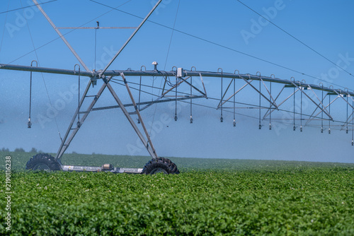 Quadro su tela Gala potatoes thrive as irrigation system nourishes lush green fields under the