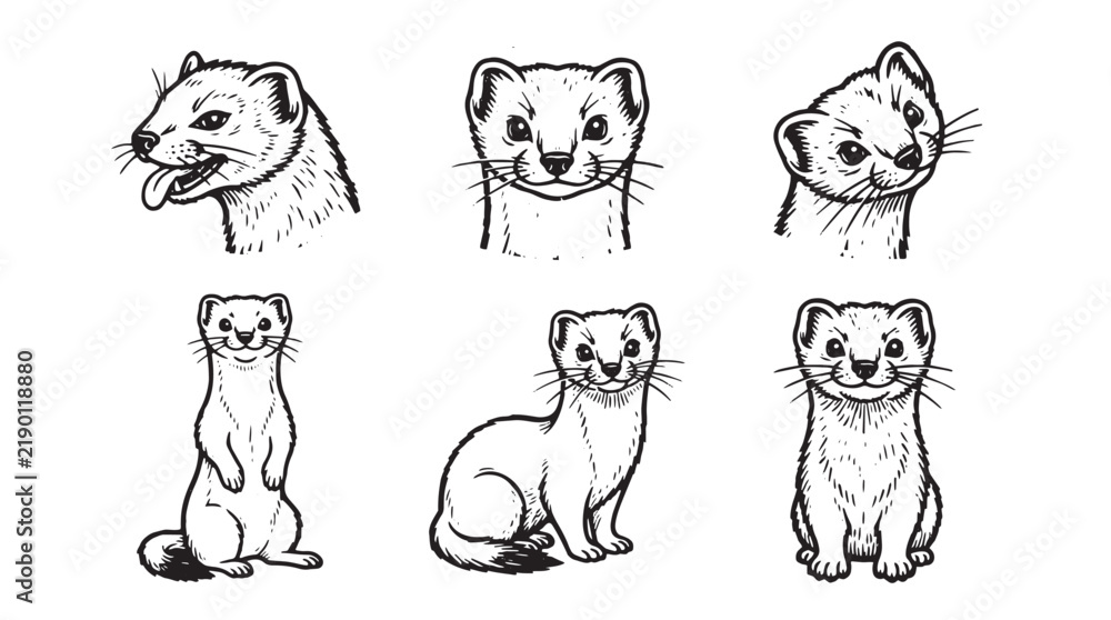 Obraz premium Set of cute ferret illustrations in black and white line art style, featuring various poses and expressions for wildlife design projects, stickers