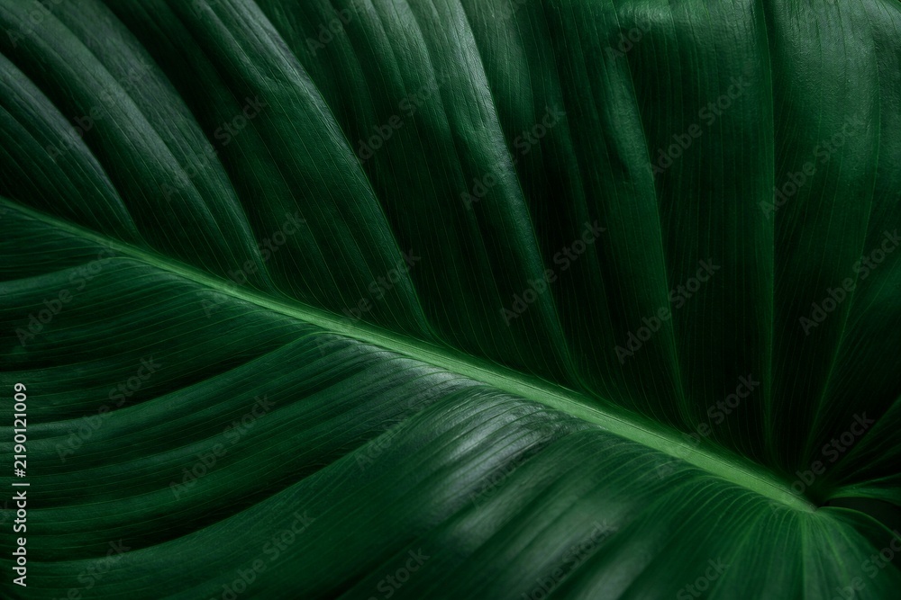 Obraz premium Tropical leaf displaying deep veins in studio close up