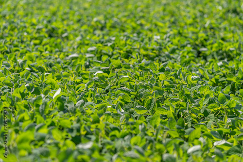 Quadro su tela Vibrant green soybean plants sway gently in the warm sunlight across a vast fiel