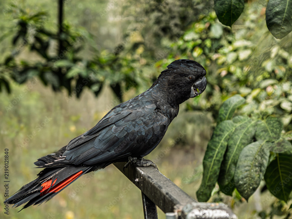 Fototapeta premium Red Tailed Black Cockatoo (Calyptorhynchus Banksii)