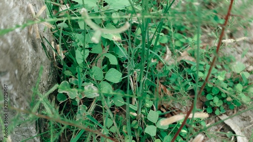 Cuadro en lienzo Lush green mint plant growing densely in natural outdoor garden setting with vib
