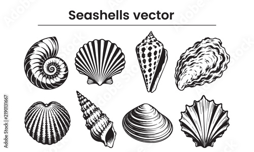 Classic Scallop & Cone Shell Vector Set - Spot Conch, Oyster & Ridge Clam Hand Drawn Line Art