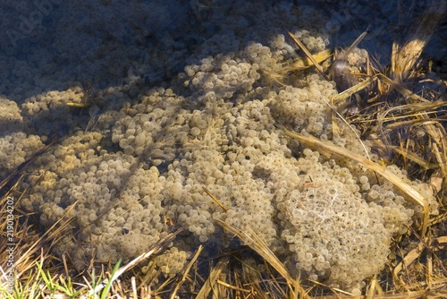 Common frog, common frog, rana temporaria, amphibians, amphibians, frog, frogs, spawn, spawning ball, amphibians