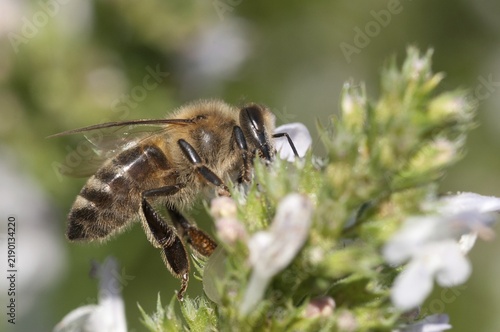 Apidae, apis mellifera, bees, European honey bee, European honeybee, hymenoptera, western honey bee, honey bee, honey bee, honeybee, insects, wild bees