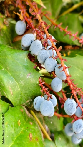 Fotografía Close up of ripe blue berries of Oregon grape (Berberis aquifolium or Mahonia aq