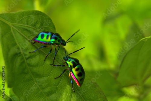 Close up macro shot of two metallic green jewel bugs with black spots perched on a fresh green leaf under soft outdoor daylight.