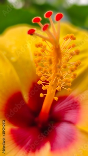 Konstfotografi Close-up view of the reproductive organs of a beautiful yellow Hibiscus rosa-sinensis flower
