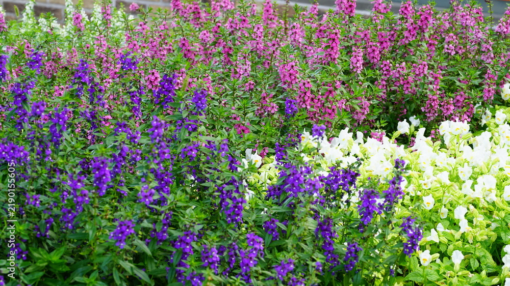 Fototapeta premium field of purple and white flowers