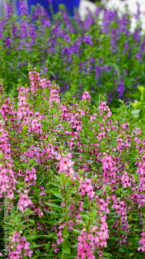 Fototapeta premium pink flowers in the garden