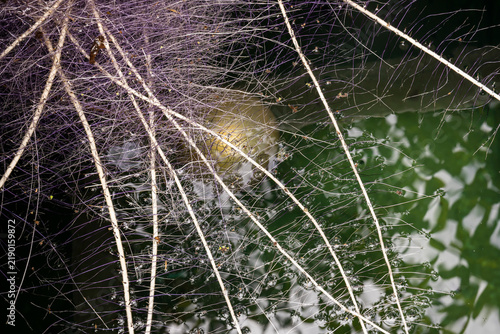 Photography The extensive growth of tree roots inside a water storage tank may contribute to contamination and compromise the cleanliness of the tank
