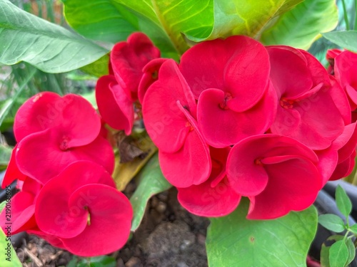 bright red flowers that appear to be a variety of Euphorbia milii, as the Crown of Thorns plant