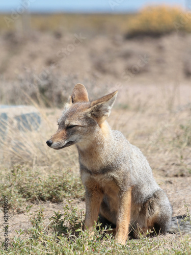 Fotografie South American gray fox sitting alert in grassland, Patagonia, Argentina