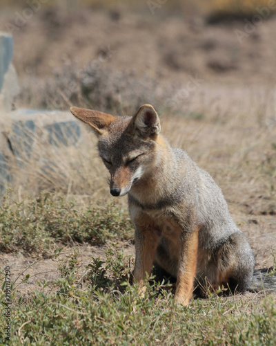 Fotografie South American gray fox sitting in grassland, Patagonia, Argentina