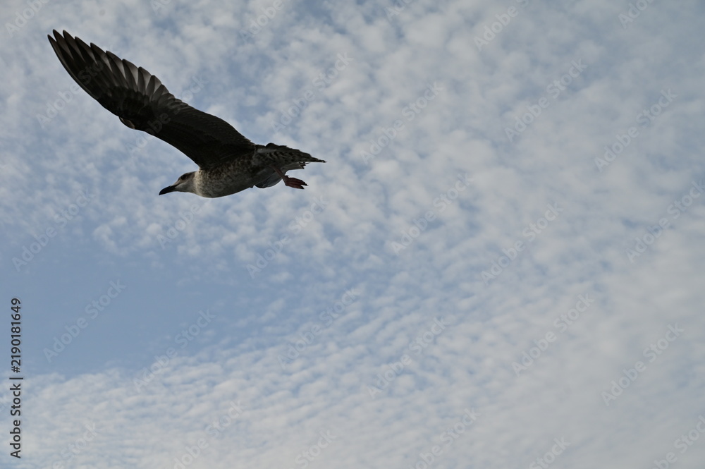 Obraz premium A seagull spreads it's wings against the wind along the coasline.