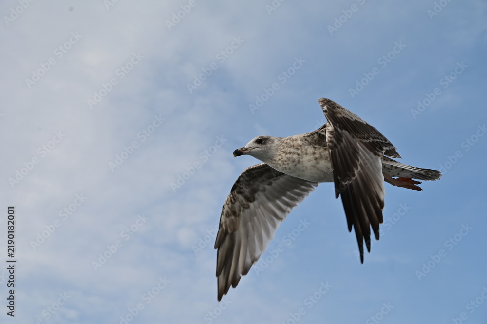Obraz premium A seagull spreads it's wings against the wind along the coasline.