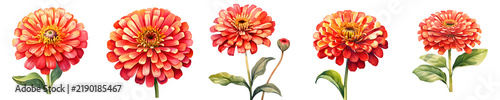 Watercolor illustration of bright red zinnia flowers in full bloom against black background