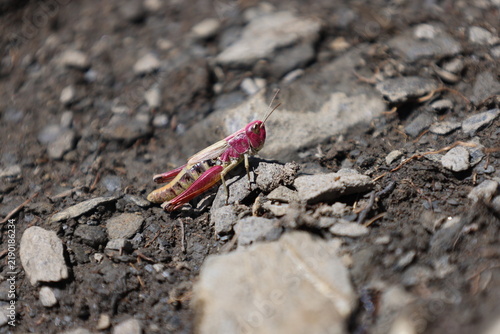 Foto Red grasshopper resting on dry forest ground