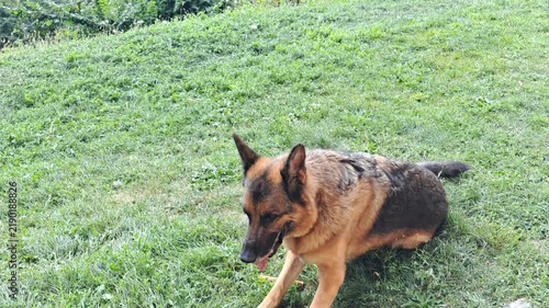 German shepherd dog sitting and lying down on green grass outdoors sticking out tongue
