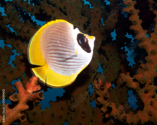 Raccoon butterflyfish Crescent-masked butterflyfish Boracay Island Philippines