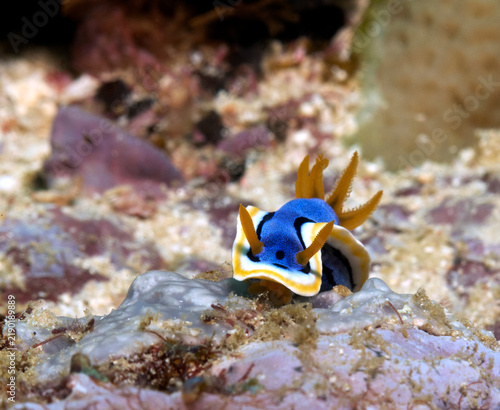 A Chromodoris Annae nudibranch crawling on corals Boracay Island Philippines