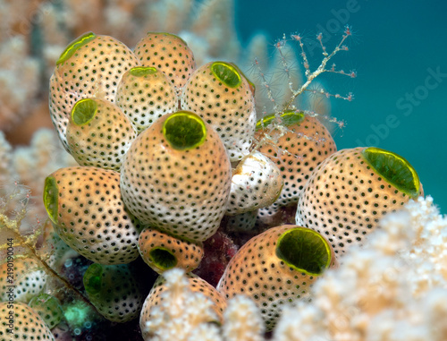 Robust sea squirts in a shallow reef Boracay Island Philippines