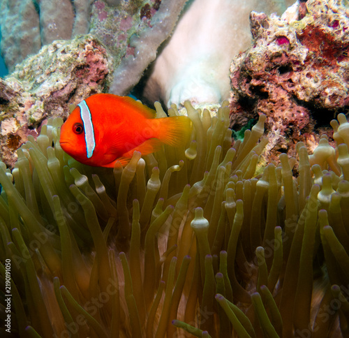 A Tomato anemonefish in anemone Boracay Island Philippines