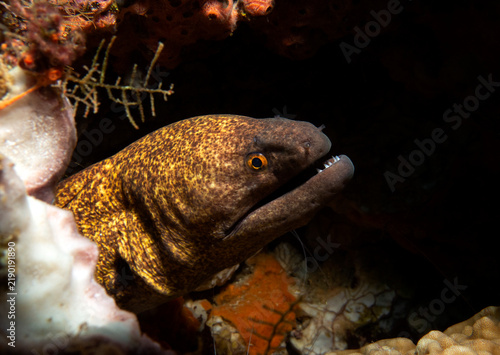 A Gymnothorax javanicus also known as Giant Moray Boracay Island Philippines