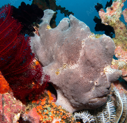 A Frogfish camouflaged on corals Boracay Island Philippines