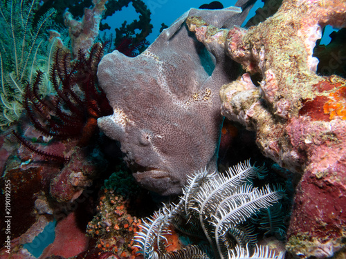 A Grey Frogfish camouflaged on corals Boracay Island Philippines
