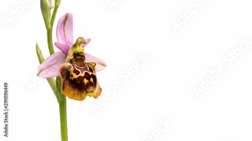 Beautiful Bee Orchid Ophrys apifera Isolated on White Background with Copy Space