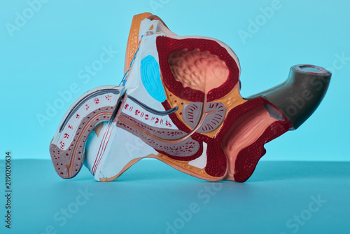 Obraz na płótnie Urology pelvic model on doctor table