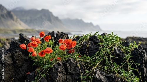 Vibrant Poppies on Rocky Coastline