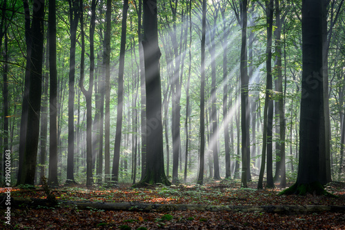 Sunny morning in the forest