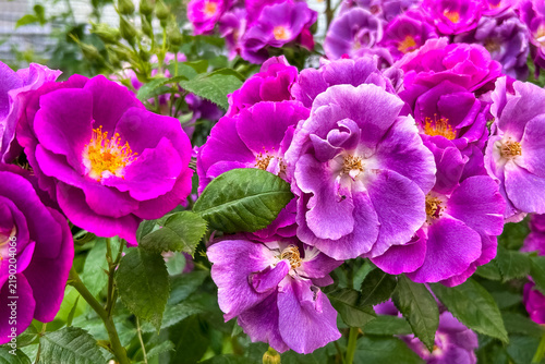Purple rose flowers blooming in a garden with green leaves and a blurred natural background