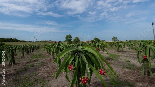Timelapse of ripe red dragon fruit plants growing in an agricultural field under a cloudy blue sky.