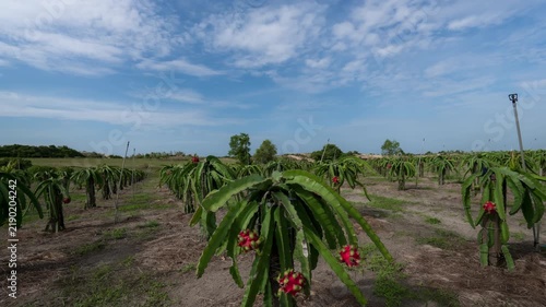 Timelapse of ripe red dragon fruit plants growing in an agricultural field under a cloudy blue sky.