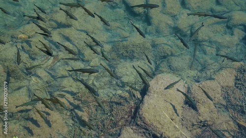 Fish under clear water.
