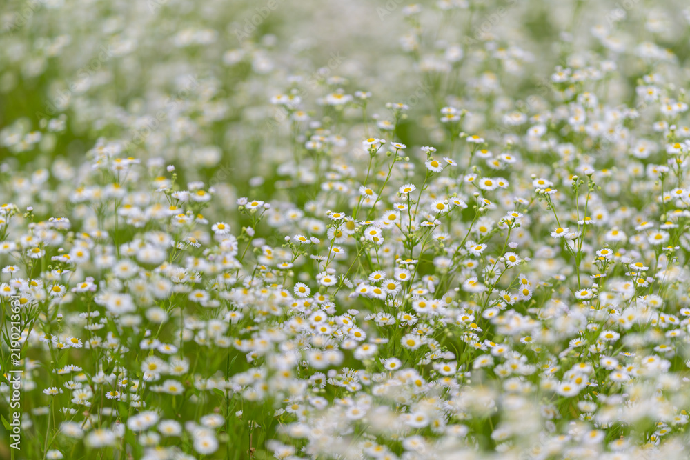 Fototapeta premium Vast field of delicate white flowers swaying gently in the warm breeze under a clear blue sky