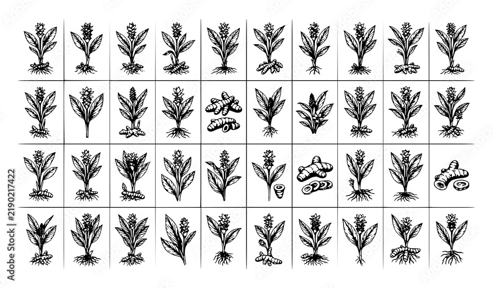 Fototapeta premium Turmeric Curcuma Plant Root Flower Engraved Botanical Ink Vector Collection