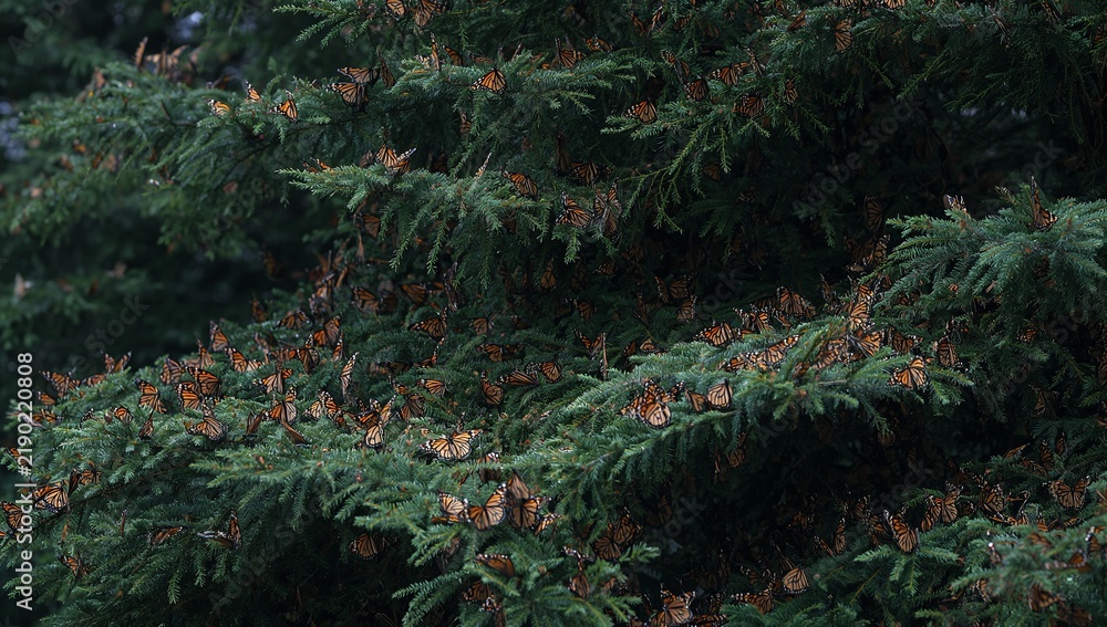 Obraz premium Thousands of monarch butterflies resting on thick green pine tree branches
