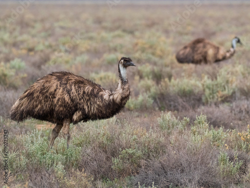 Two emus walking through grassland
