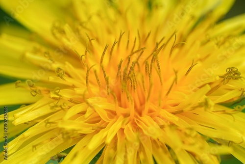 Fotografie Macro photography of common dandelion Taraxacum officinale flower head showing v