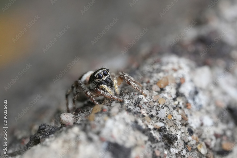Obraz premium Close-up of a jumping zebra spider, Salticus scenicus, Salticidae resting on rough stone ground in natural daylight with sharp focus and detail