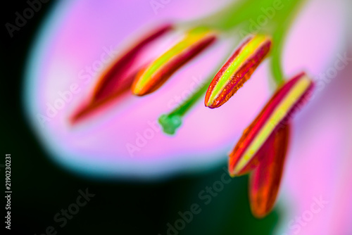 Botanical Macro Series : Vivid pink lily stamen close up shows fine pollen structure.
