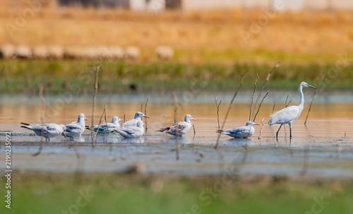 Foto A group of Slender-billed Gulls (Chroicocephalus genei) is foraging at Kabaklı Pond in Diyarbakır