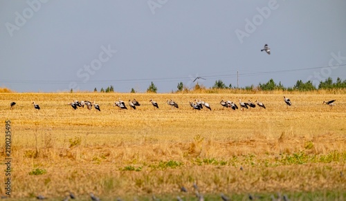 Картината върху платно A large flock of white storks, migrating from different European countries back to Africa, resting in the Tigris Valley (Dicle Vadisi), Turkey