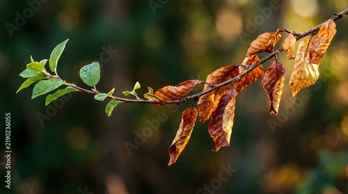 Branch with transition from green to brown autumn leaves